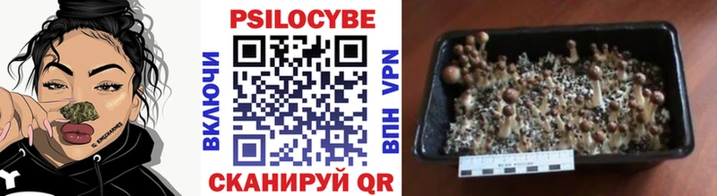 Псилоцибиновые грибы Psilocybe Озёры